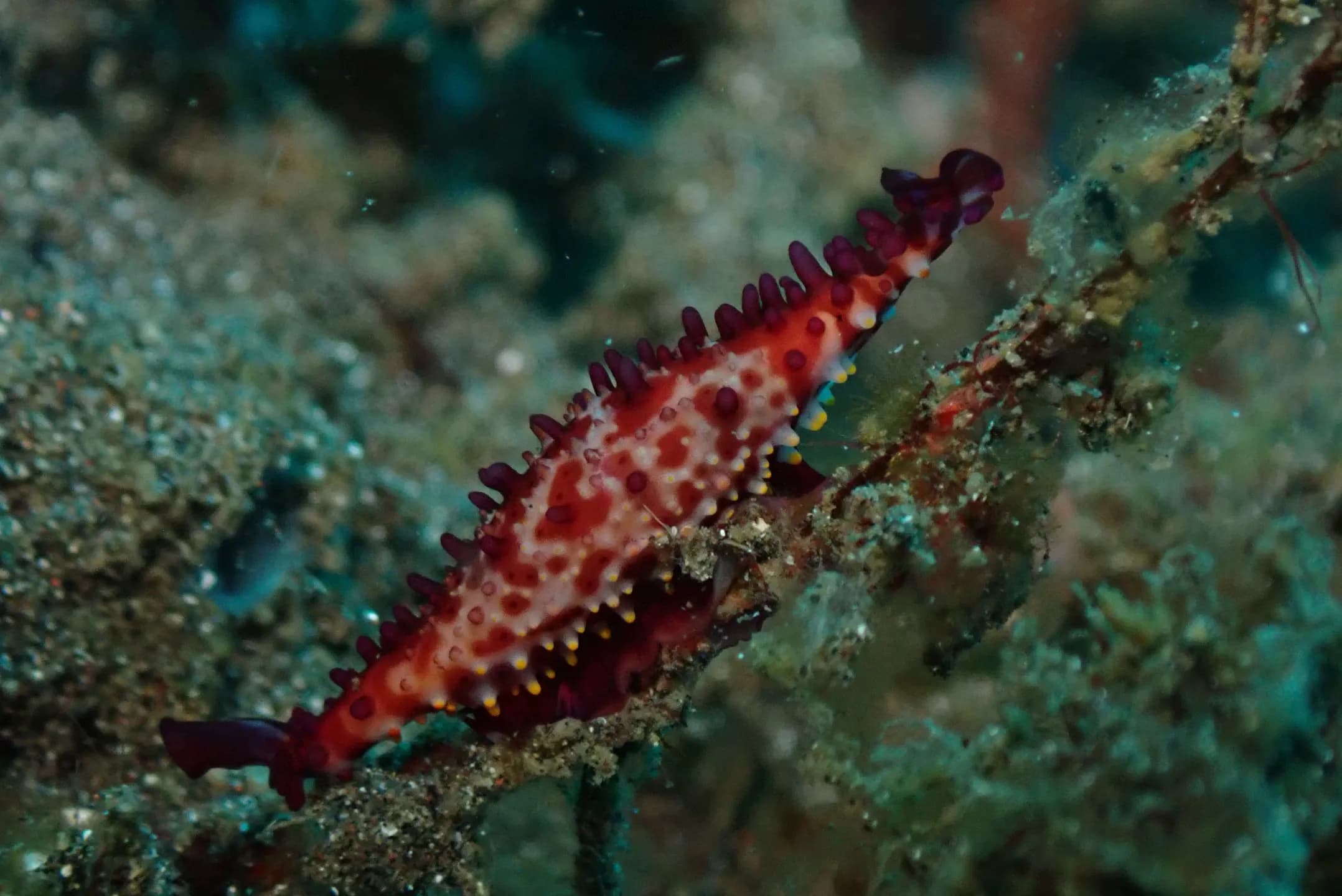 Phenacovolva birostris