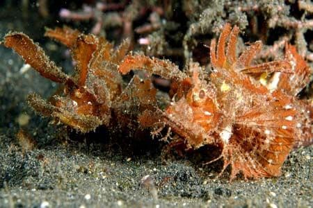 copyright dr.Robin Dyleski