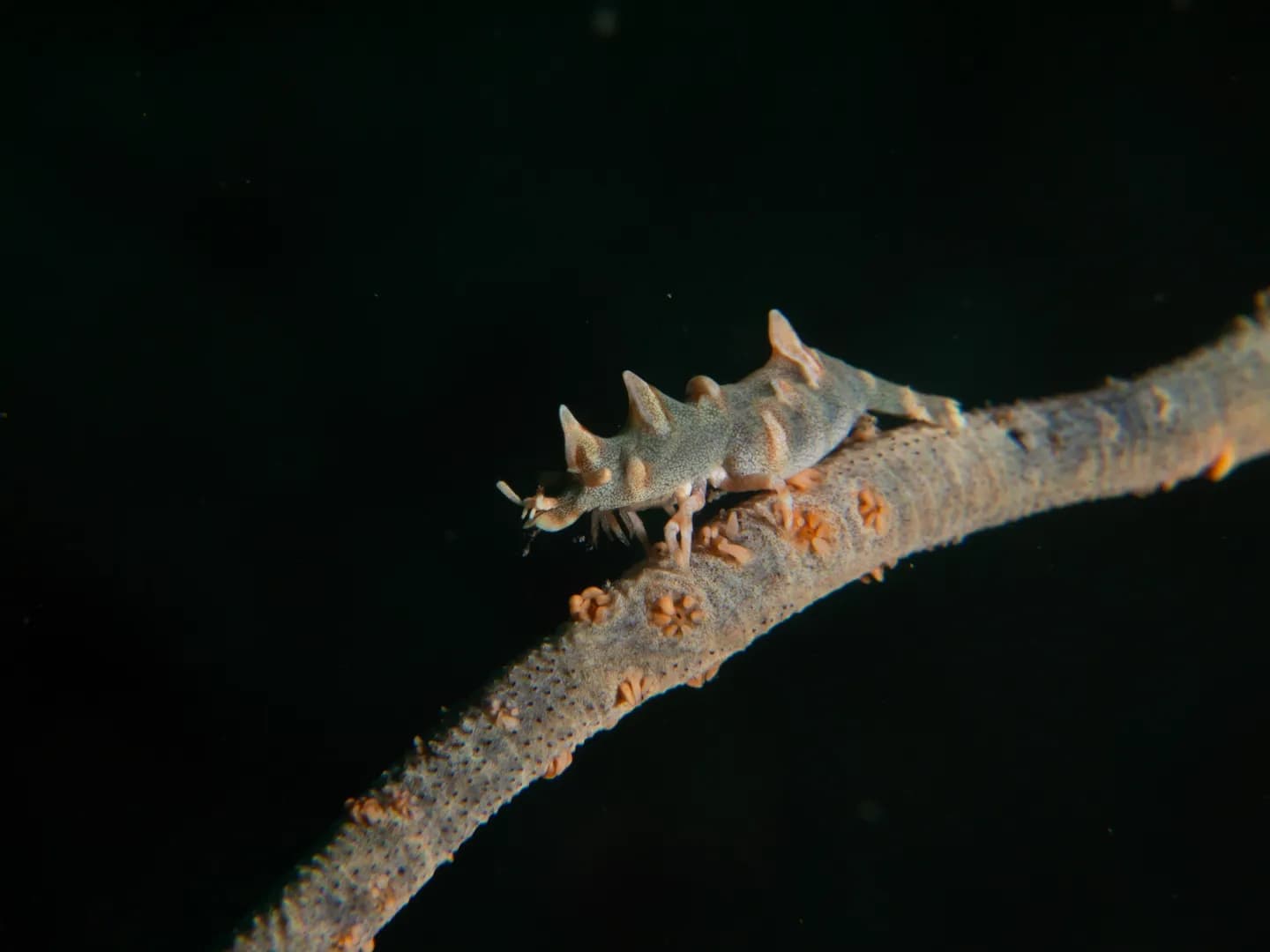 Miropandalus hardingi