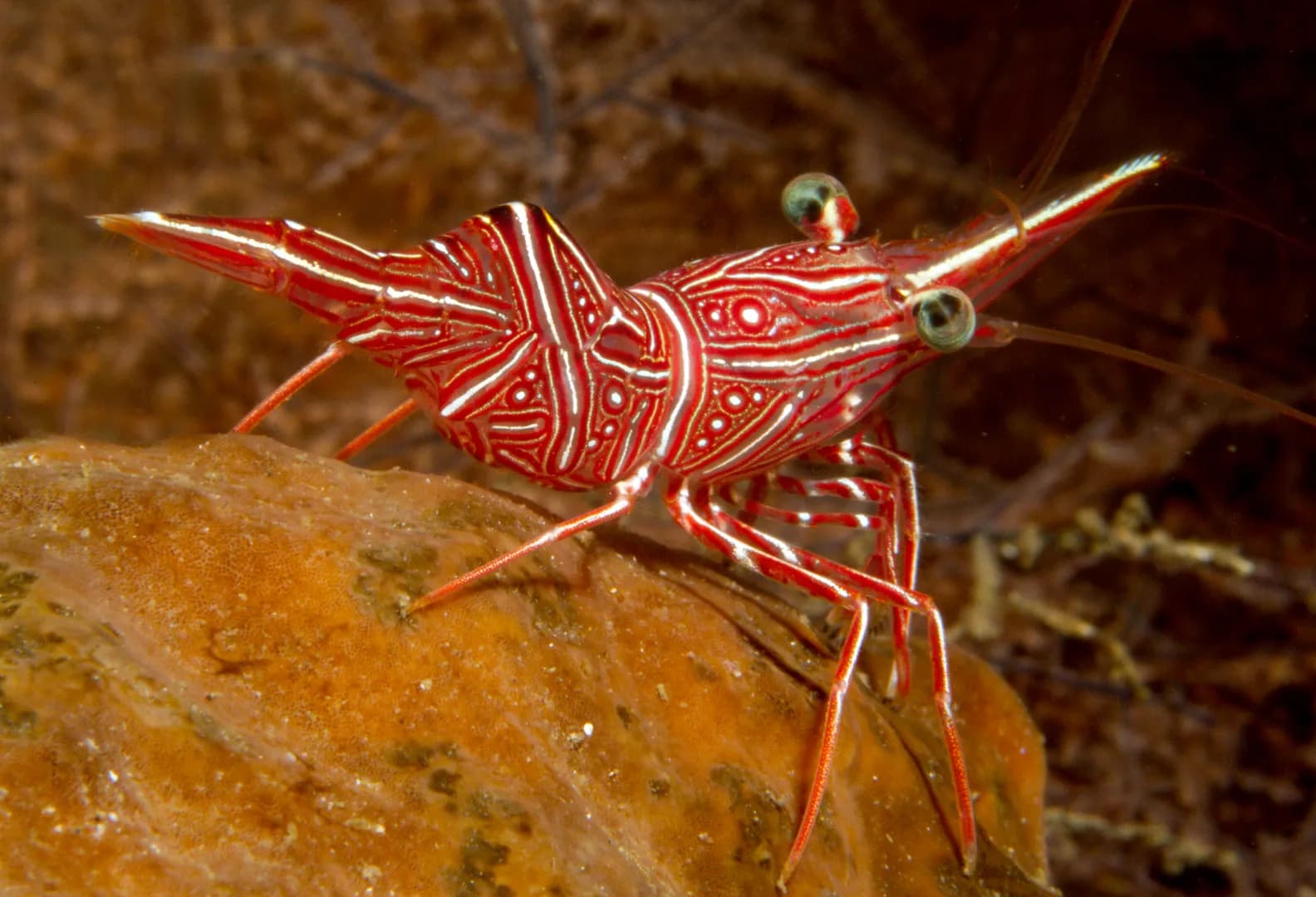 Rhynchocinetes durbanensis