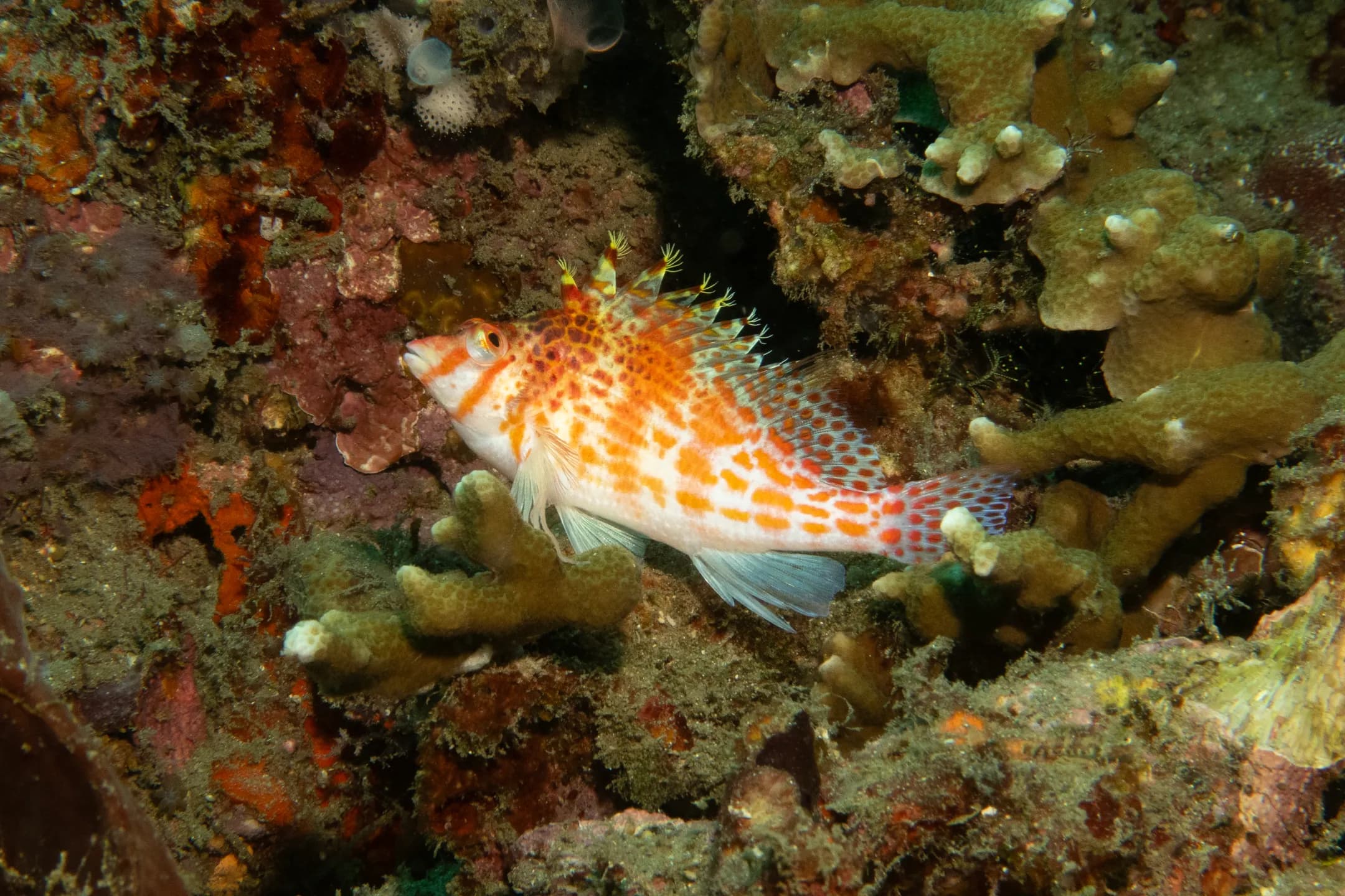 Cirrhitichthys falco