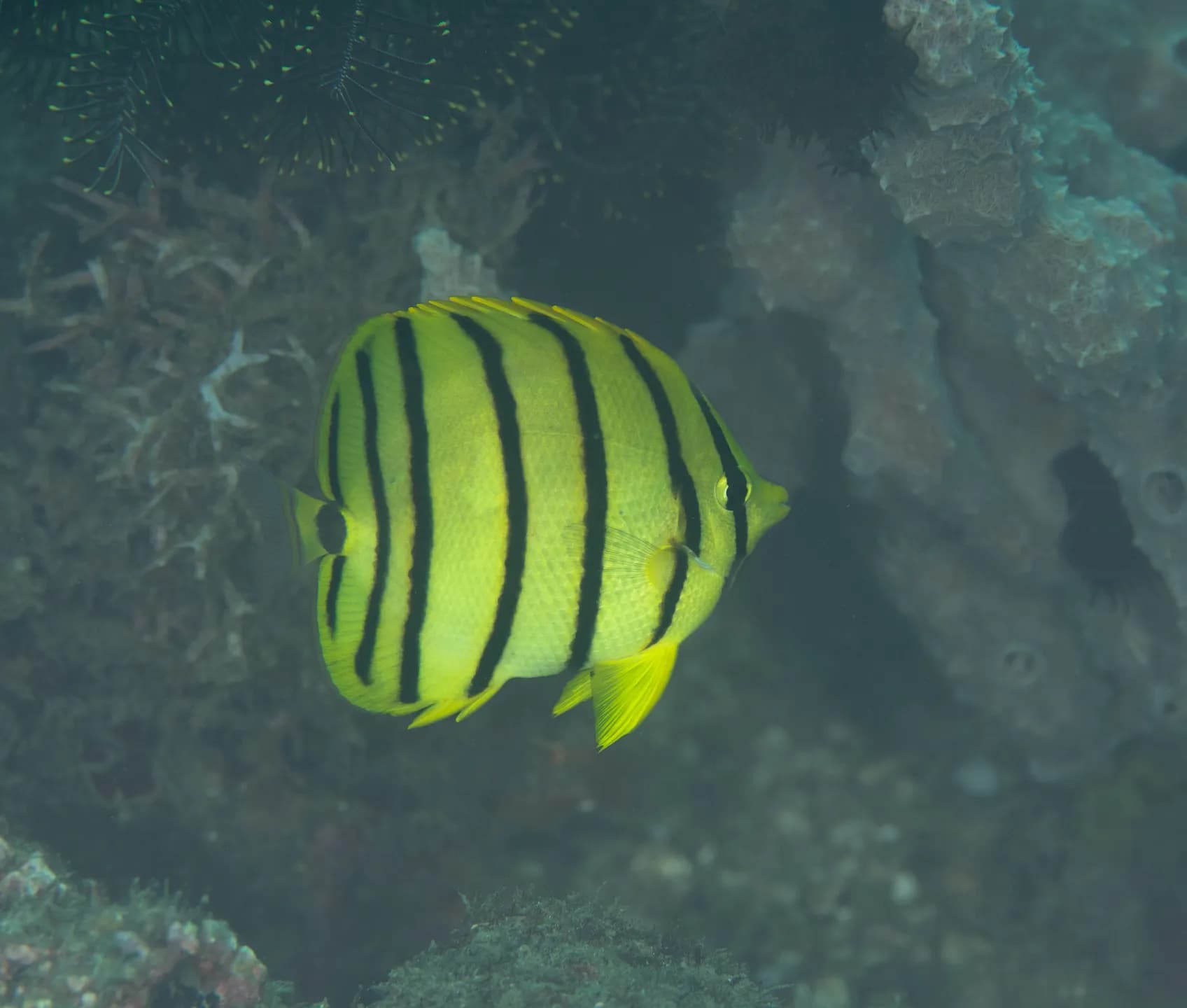 Chaetodon octofasciatus
