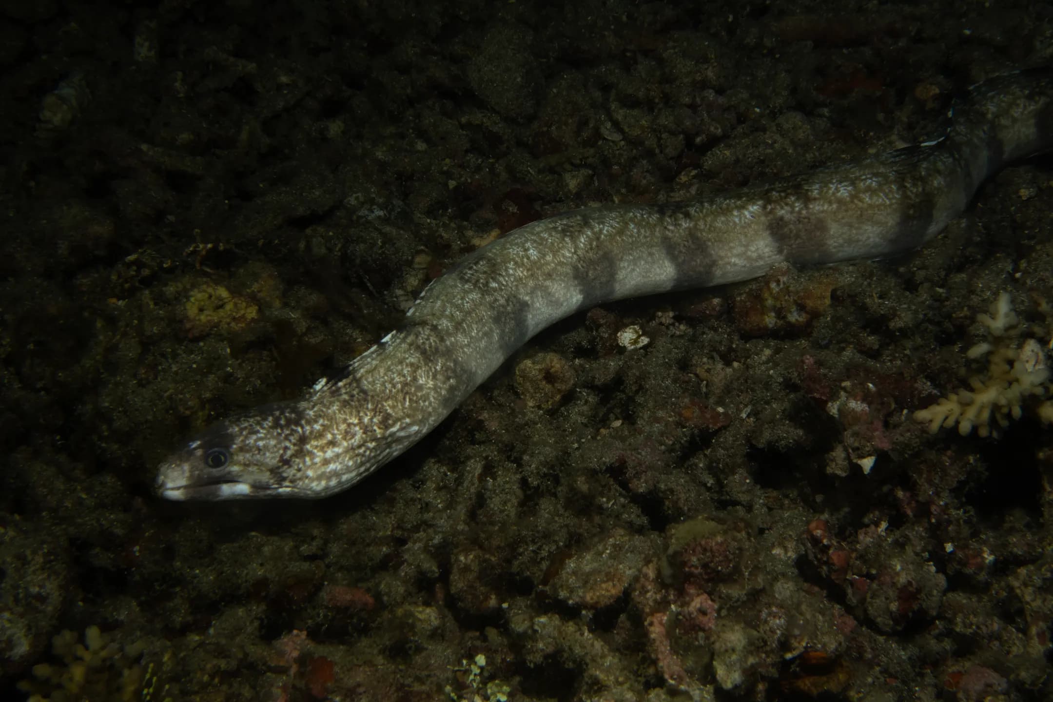 Gymnothorax enigmaticus