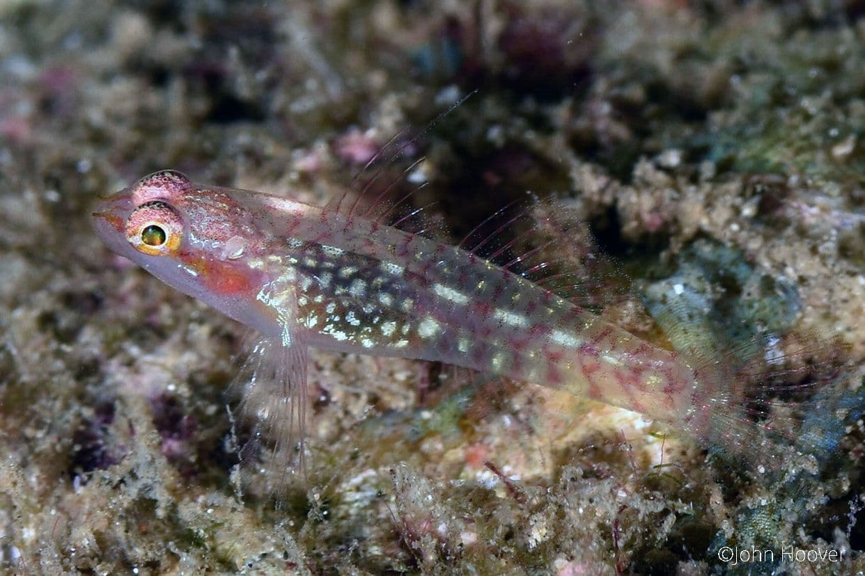 copyright Lembeh Resort