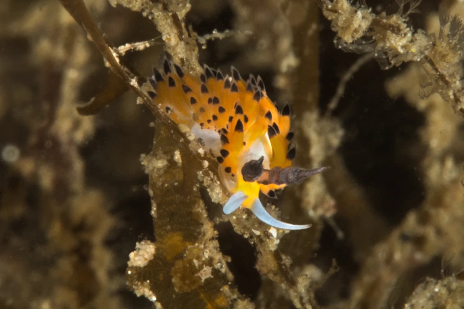 Favorinus tsuruganus