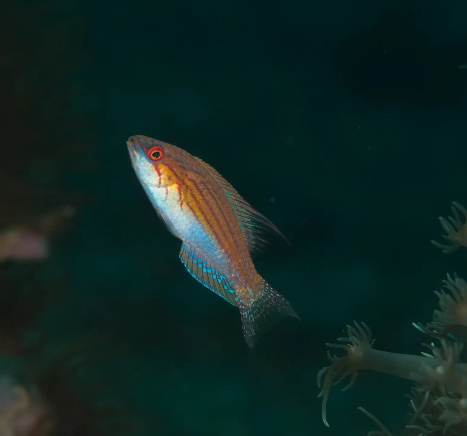 Paracheilinus filamentosus