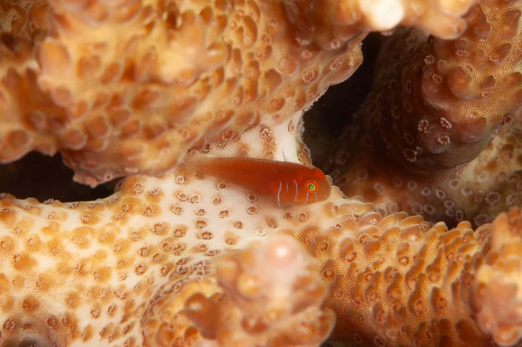 Gobiodon quinquestrigatus