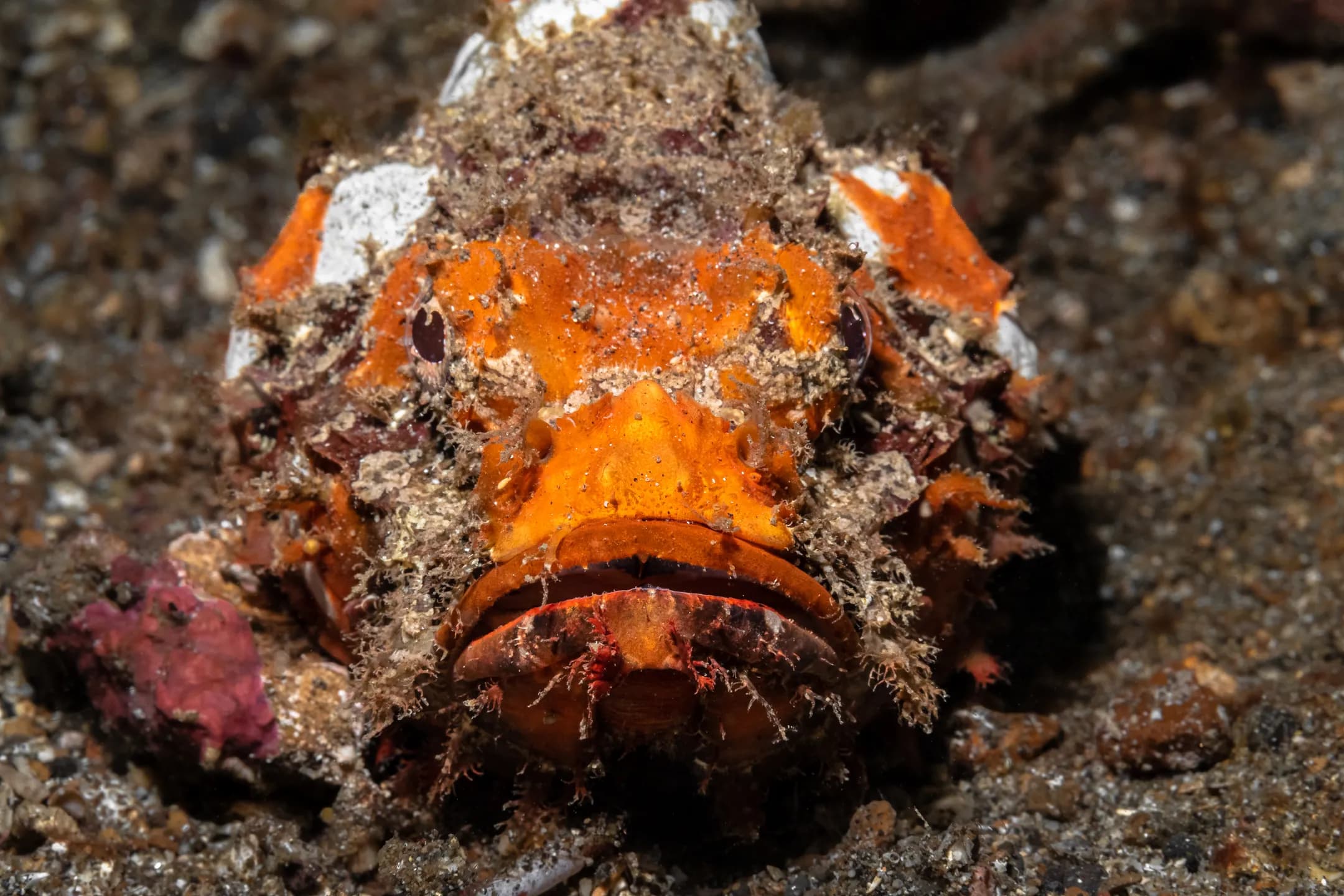 Scorpaenopsis diabolus