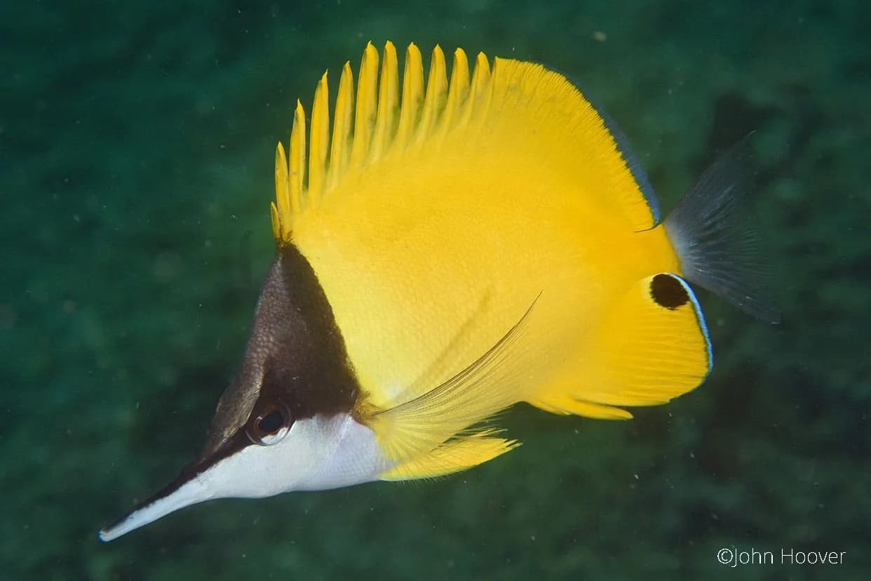 Forcipiger flavissimus