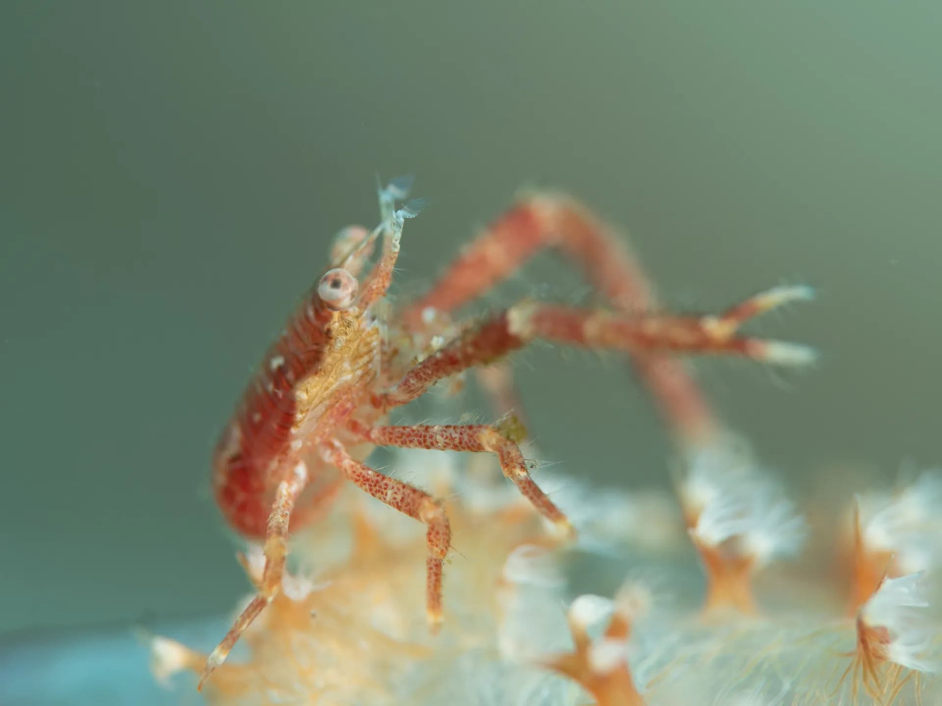Galathea Squat Lobster