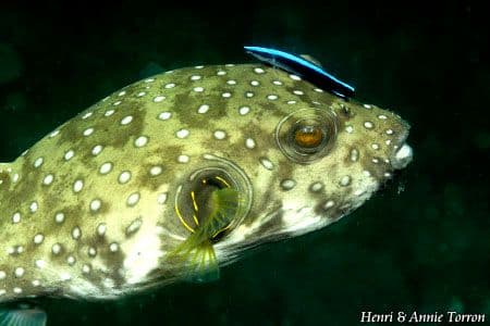 copyright Henri Torron, www.henri-torron-photodansleau.com