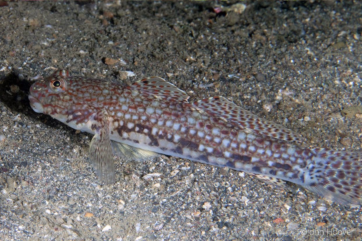 copyright Lembeh Resort
