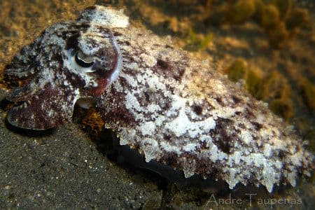 copyright Lembeh Resort