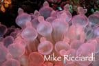 copyright Mike Ricciardi