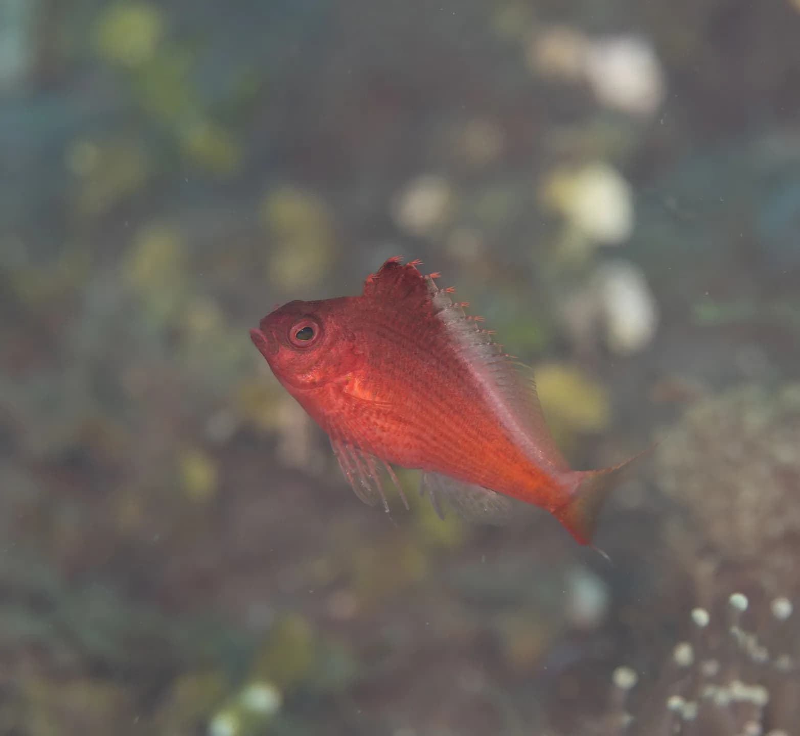 Cyprinocirrhites polyactis