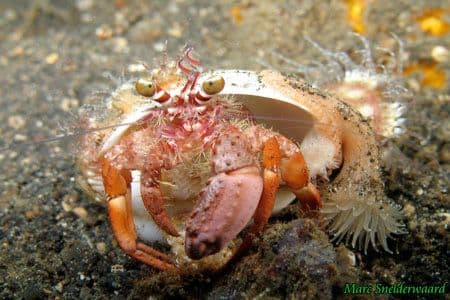 copyright Lembeh Resort