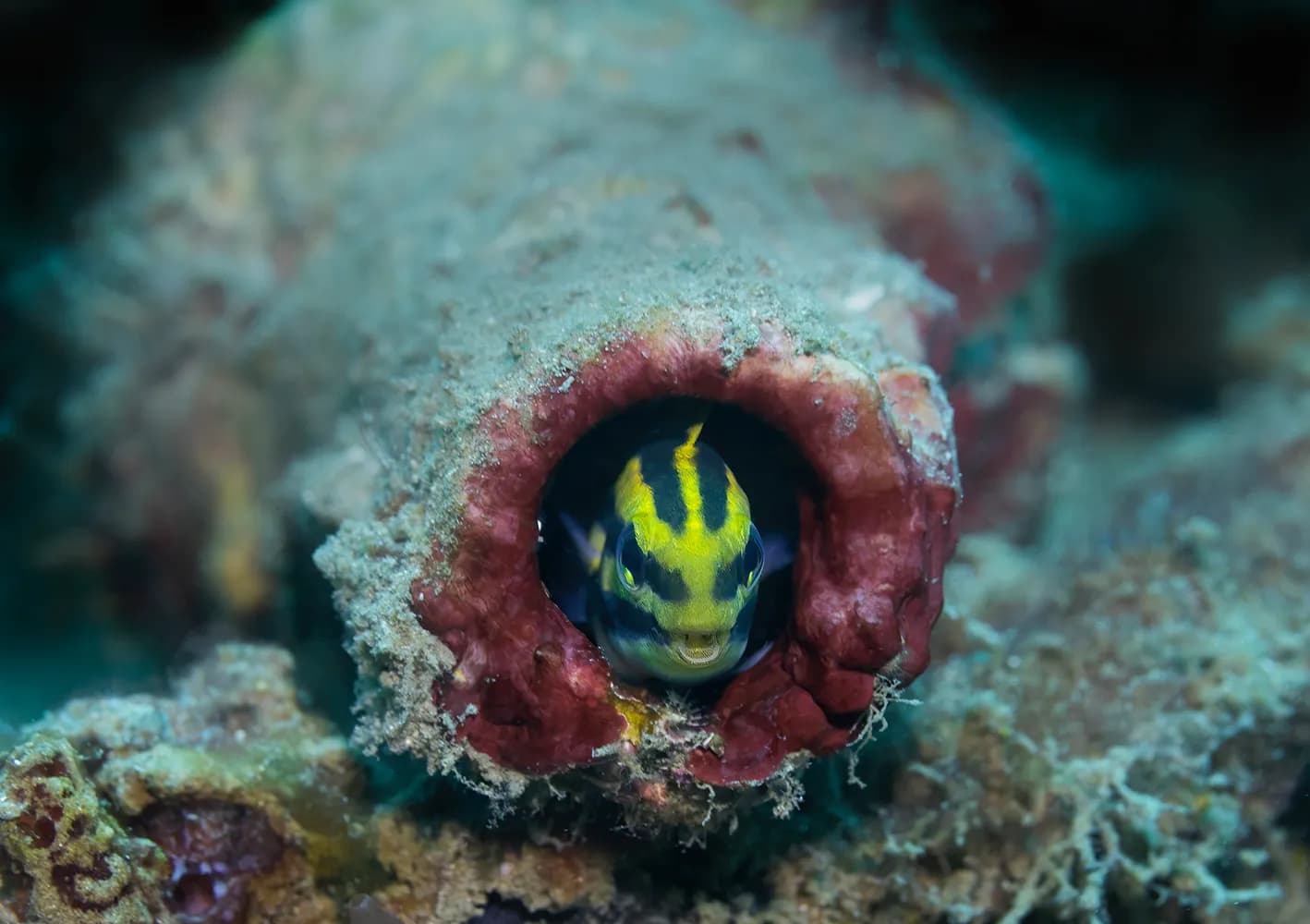 Meiacanthus grammistes