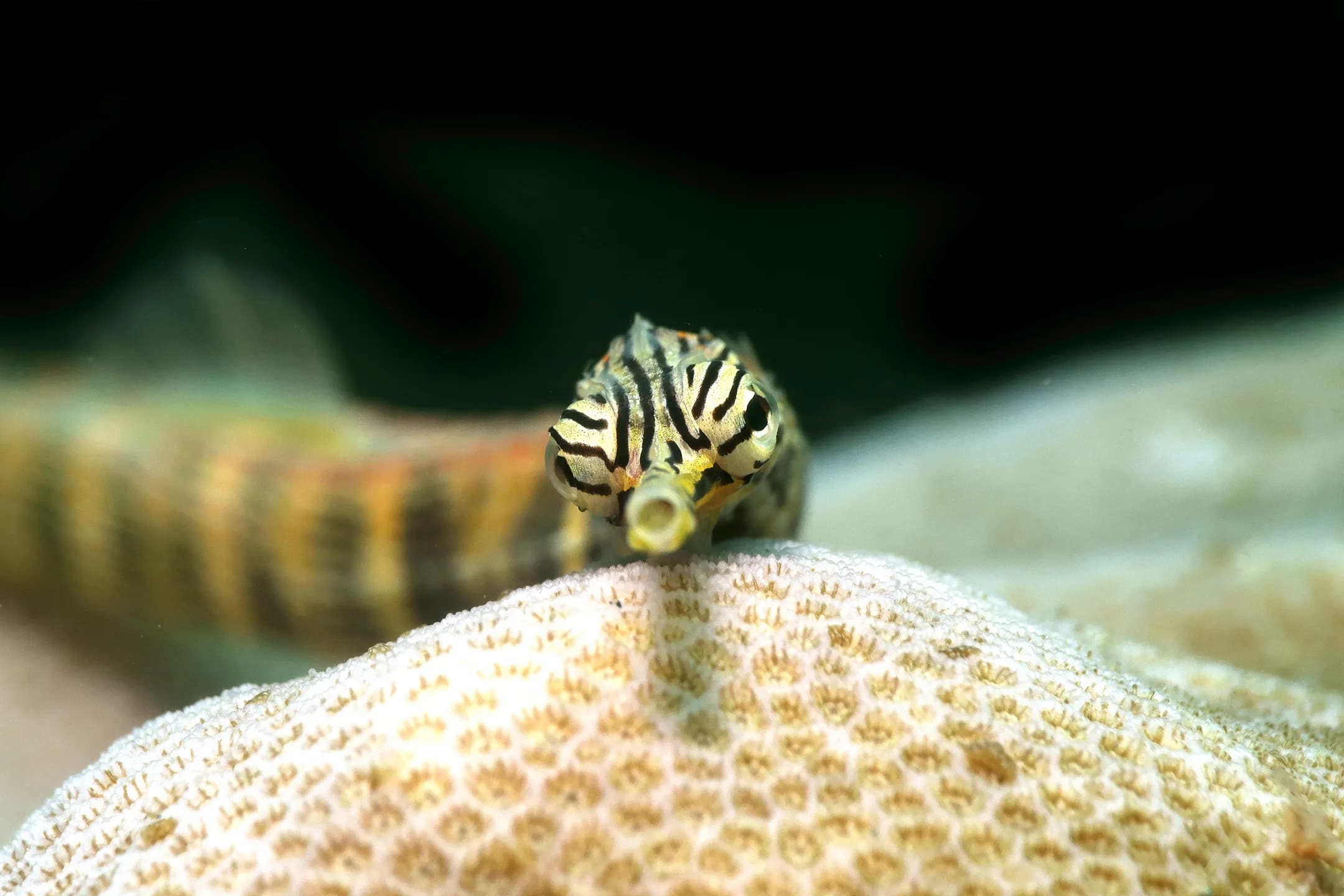 Corythoichthys intestinalis