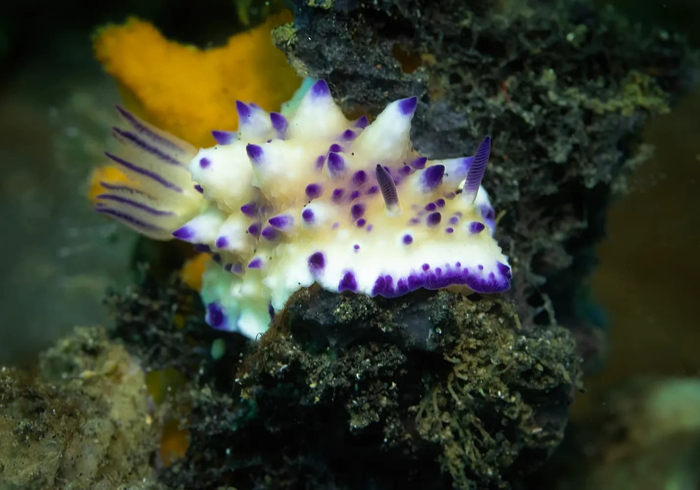 Mexichromis multituberculata