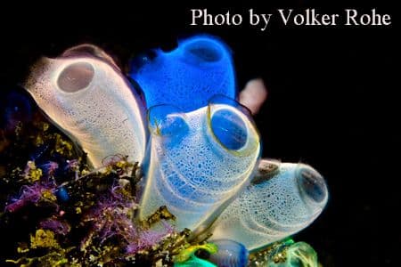 copyright Lembeh Resort