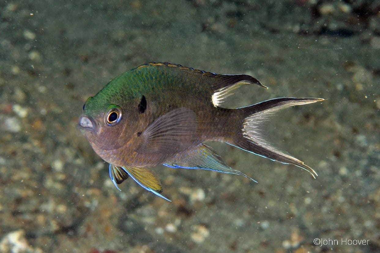 copyright Lembeh Resort