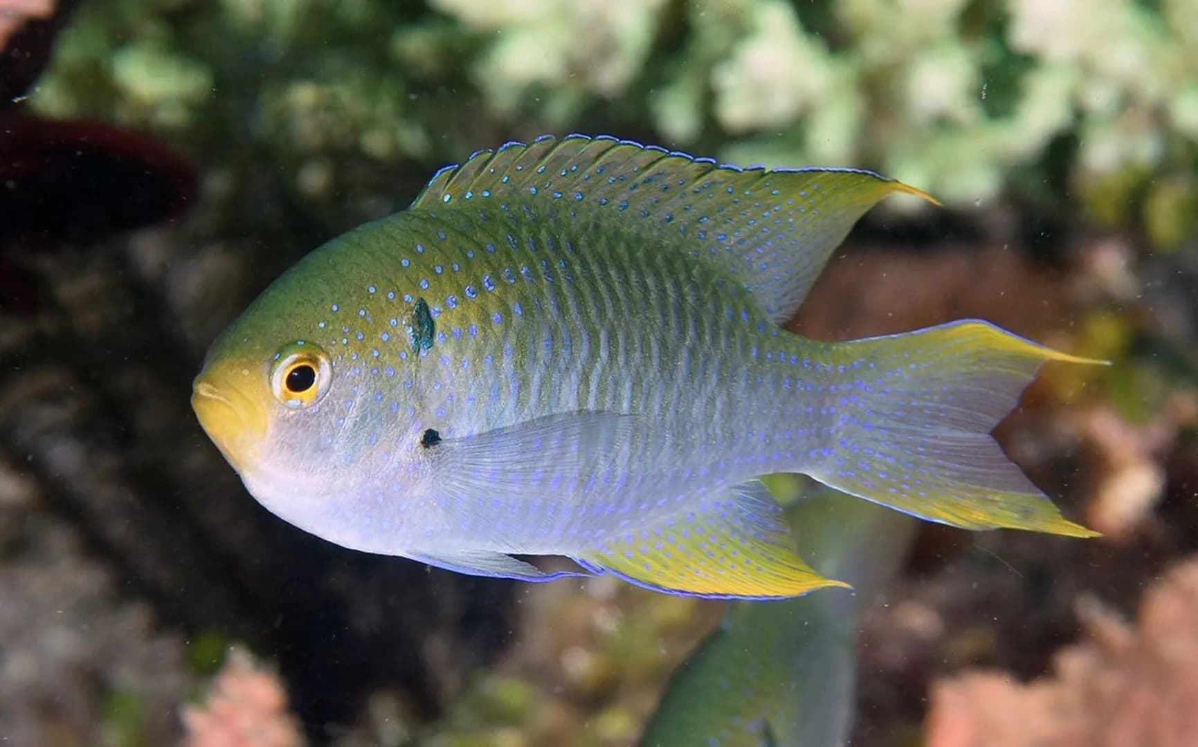 Neopomacentrus nemurus