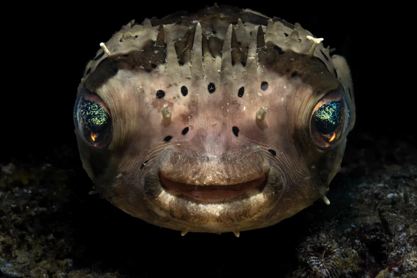 Cyclichtys orbicular