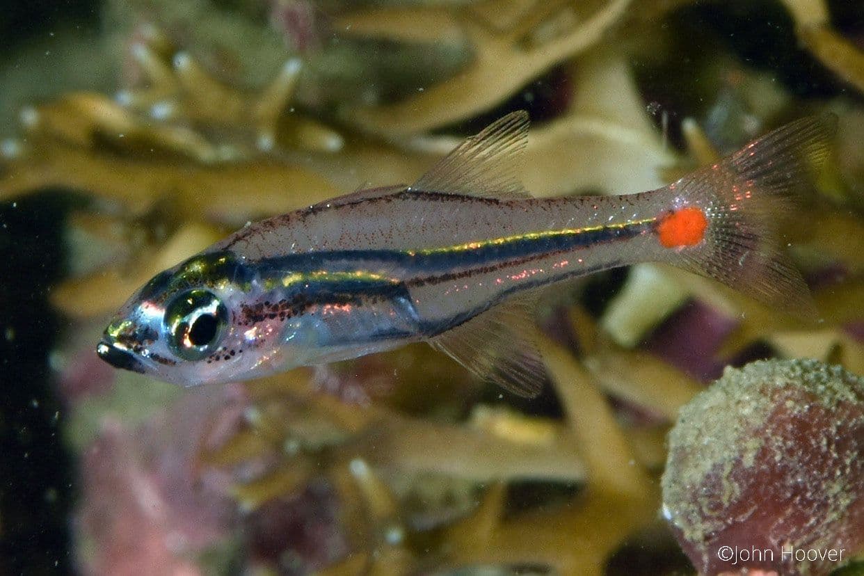 copyright Lembeh Resort