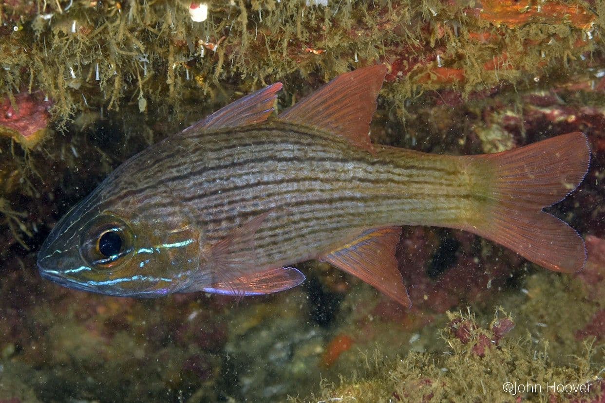 copyright Lembeh Resort