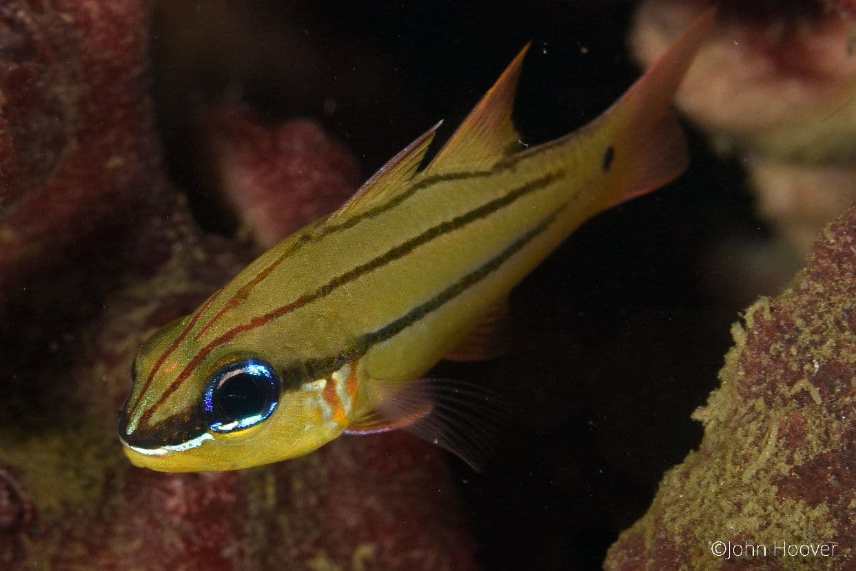 copyright Lembeh Resort