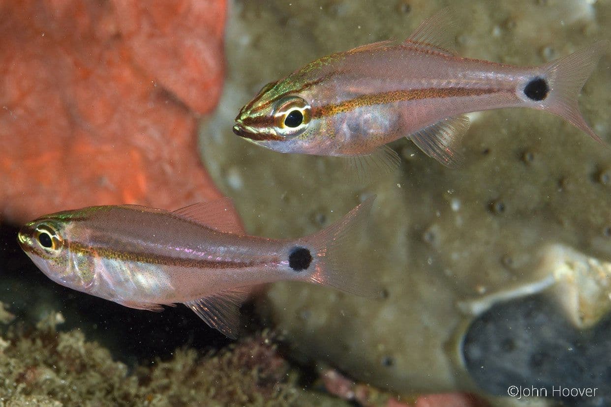 copyright Lembeh Resort