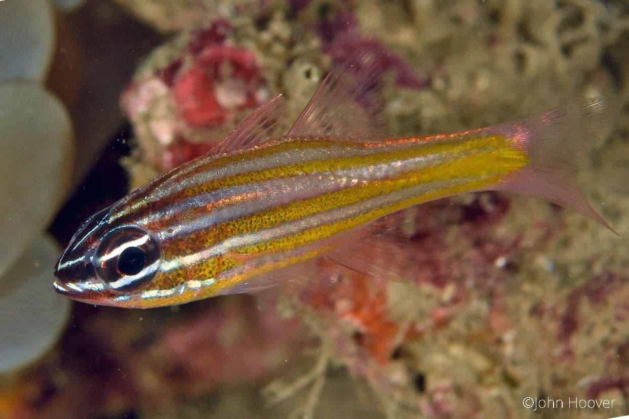 copyright Lembeh Resort