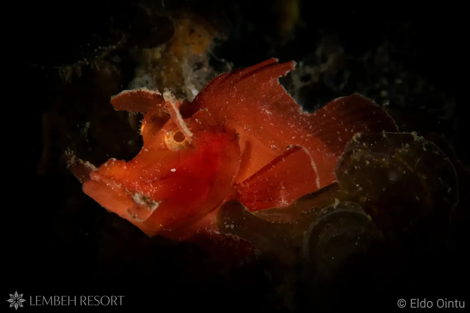 Rhinopias eschmeyeri