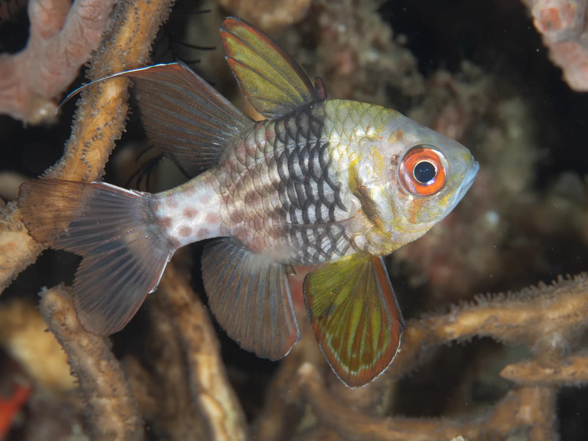 Sphaeramia nematoptera