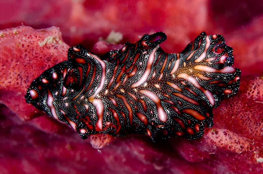 Pseudobiceros bedfordi