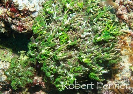 copyright Robert Fenner