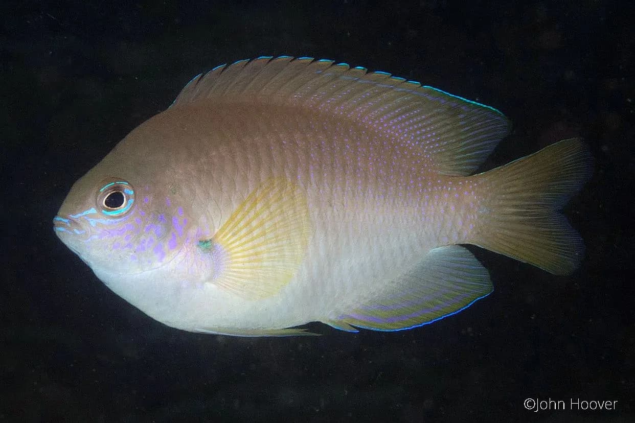 Pomacentrus amboinensis