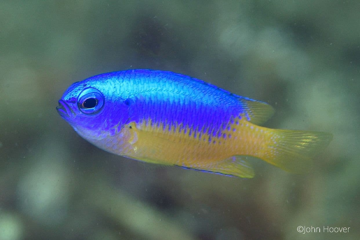 copyright Lembeh Resort