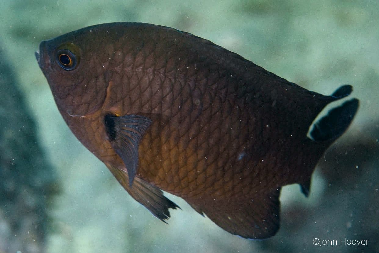 copyright Lembeh Resort