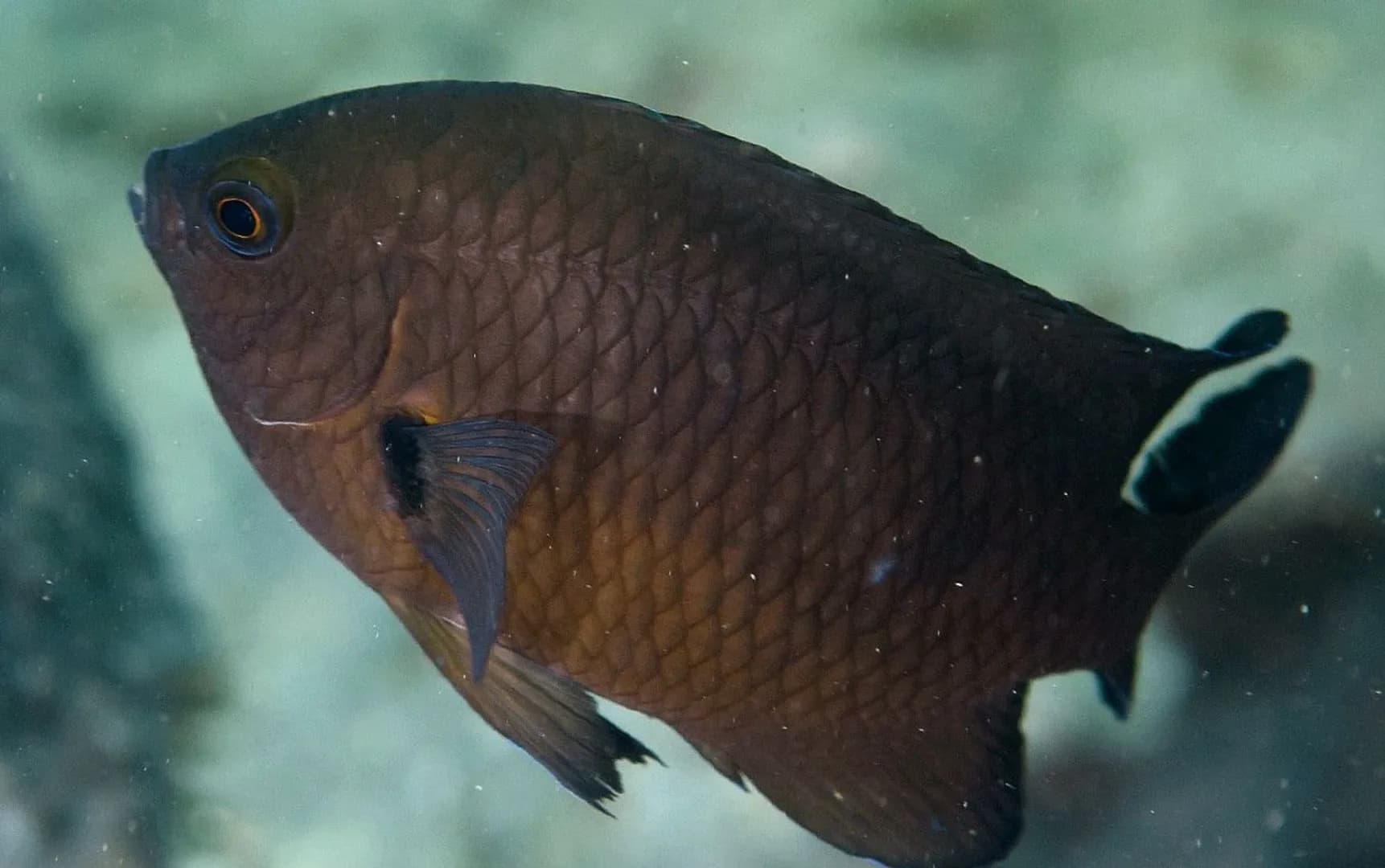 Pomacentrus brachialis