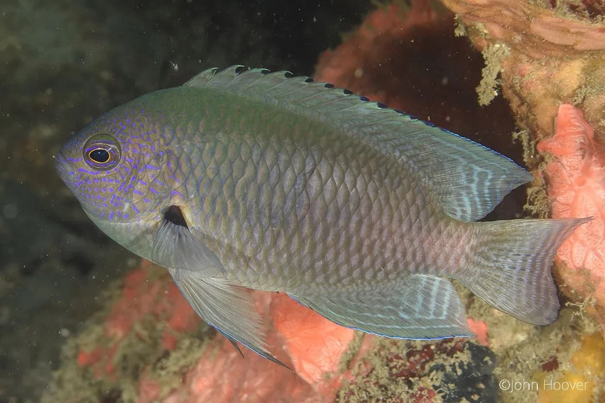 Pomacentrus nagasakiensis