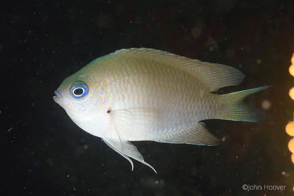 copyright Lembeh Resort