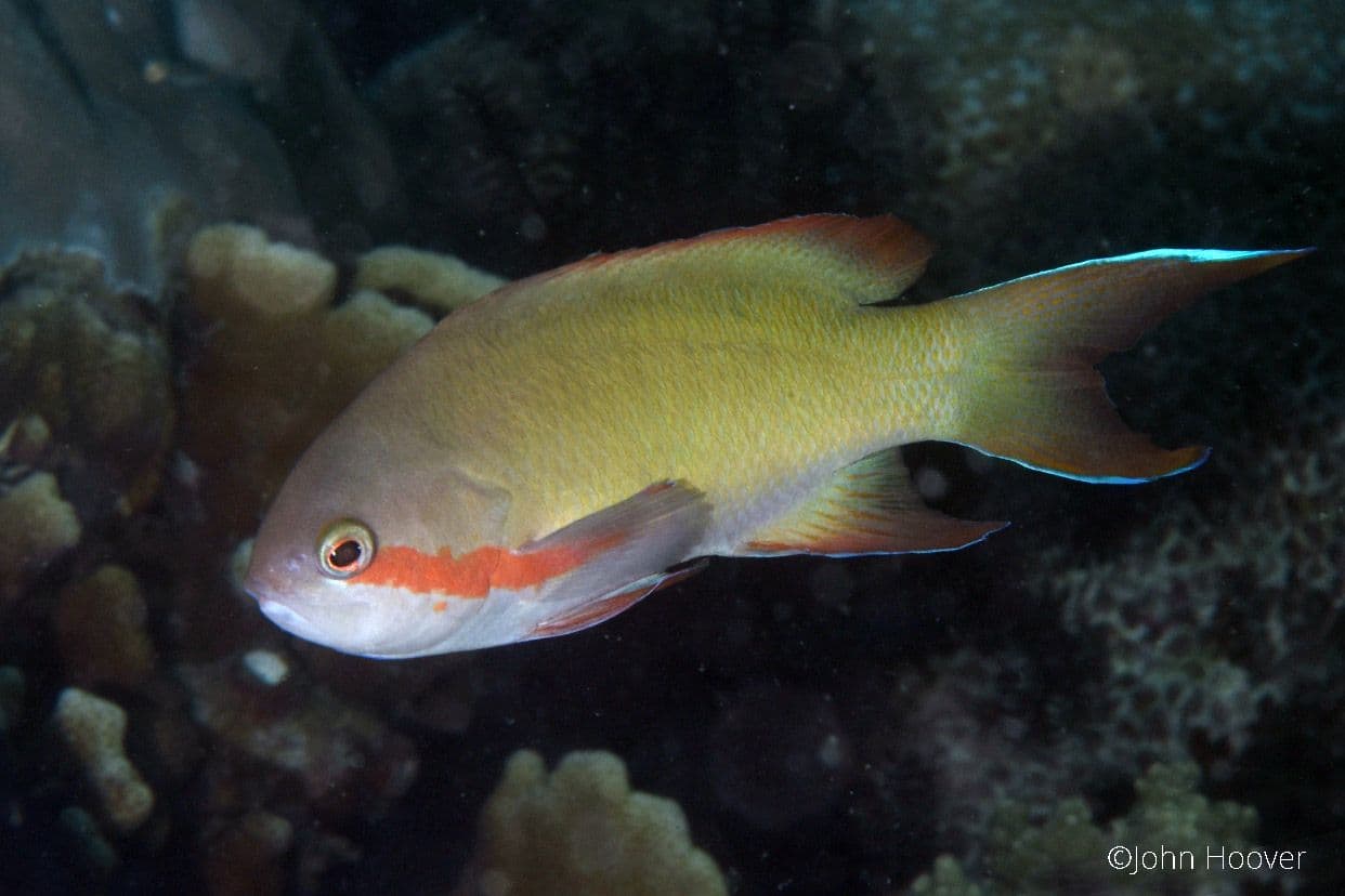 copyright Lembeh Resort