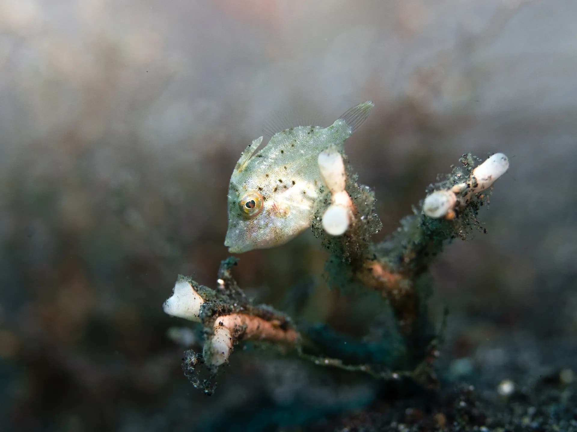 Pygmy filefish