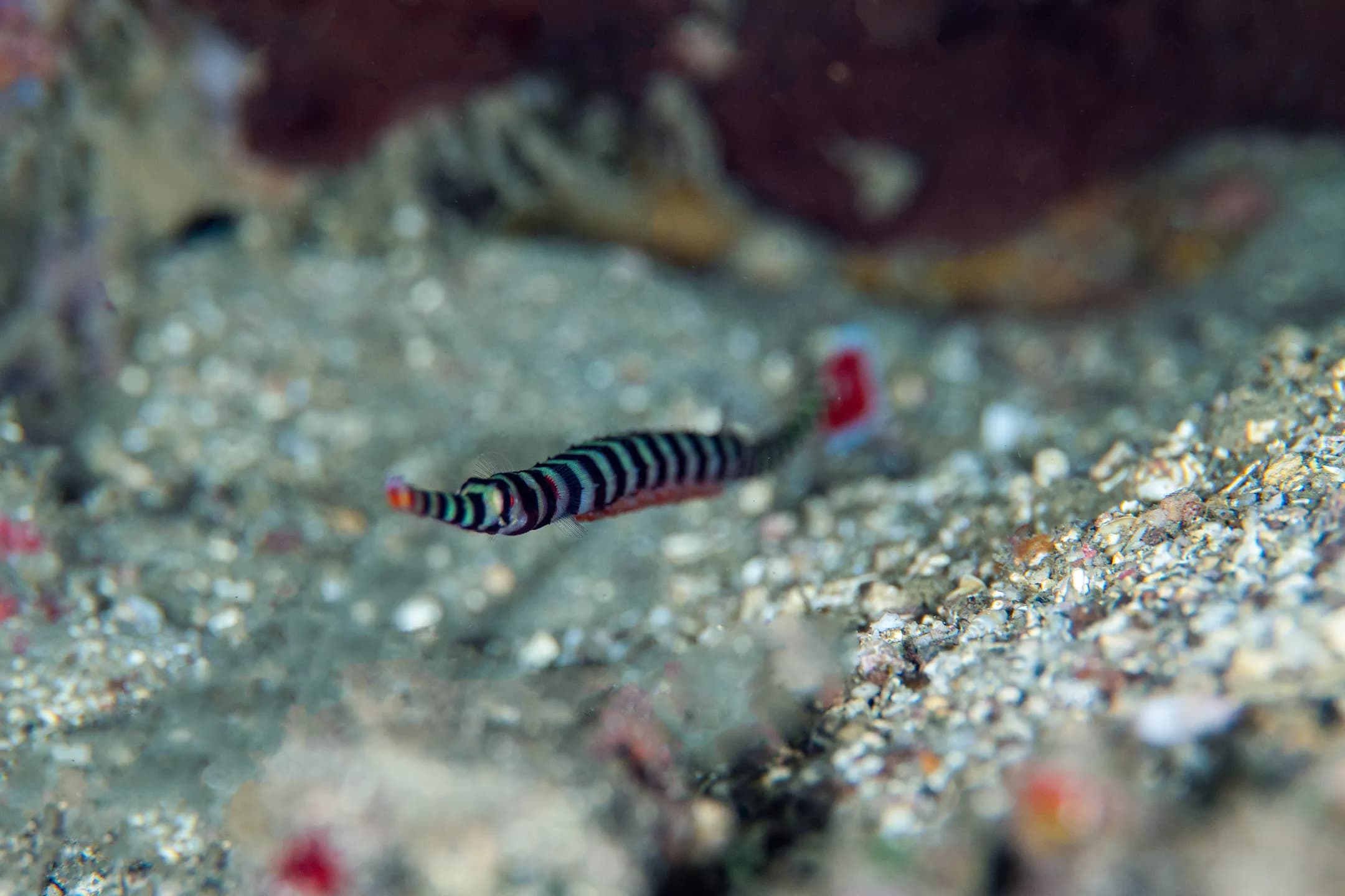 Dunckerocampus dactyliophorus