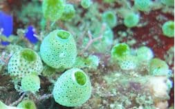 copyright Lembeh Resort