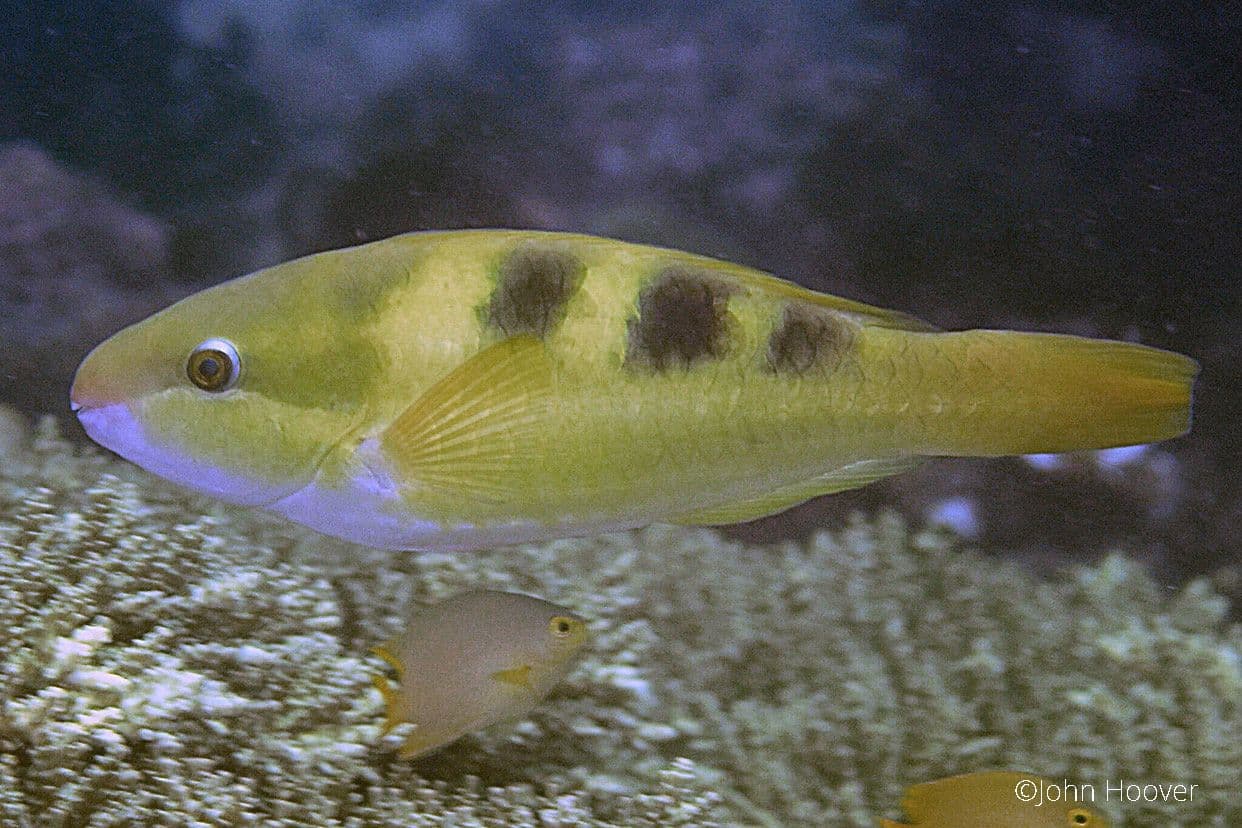 copyright Lembeh Resort