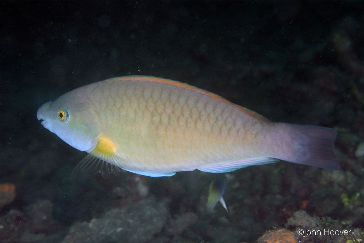 copyright Lembeh Resort