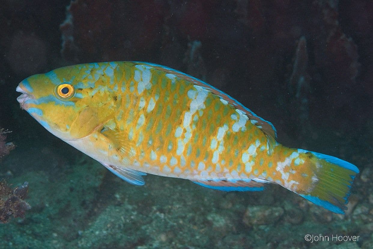 copyright Lembeh Resort