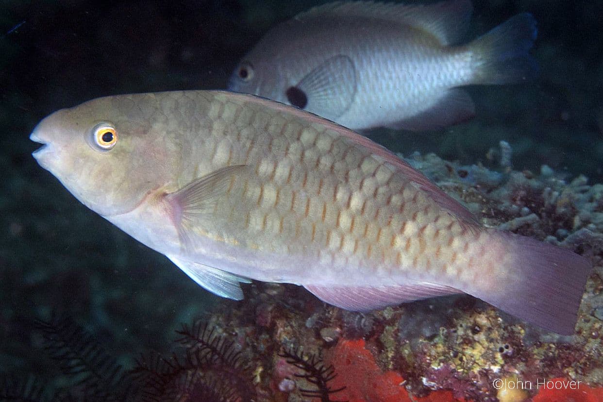 copyright Lembeh Resort